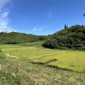 令和６年度米５㎏